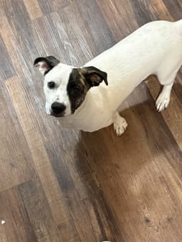 Snoopy The Bestest Pup image 3