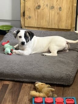 Snoopy The Bestest Pup image 4