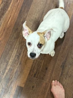 Marshmallow The Bestest Pup image 1
