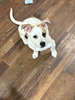 Marshmallow The Bestest Pup image 2