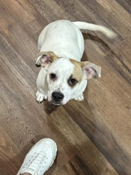 Marshmallow The Bestest Pup image 3