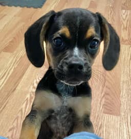 Theo - Puppy Power image 2