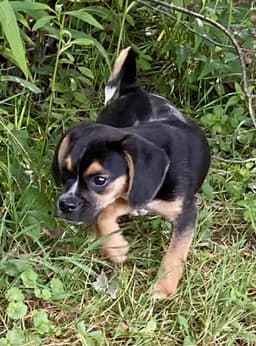 Theo - Puppy Power image 4