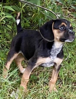 Theo - Puppy Power image 3