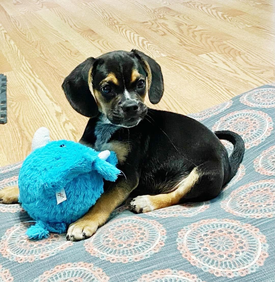 Theo - Puppy Power - Beagle
