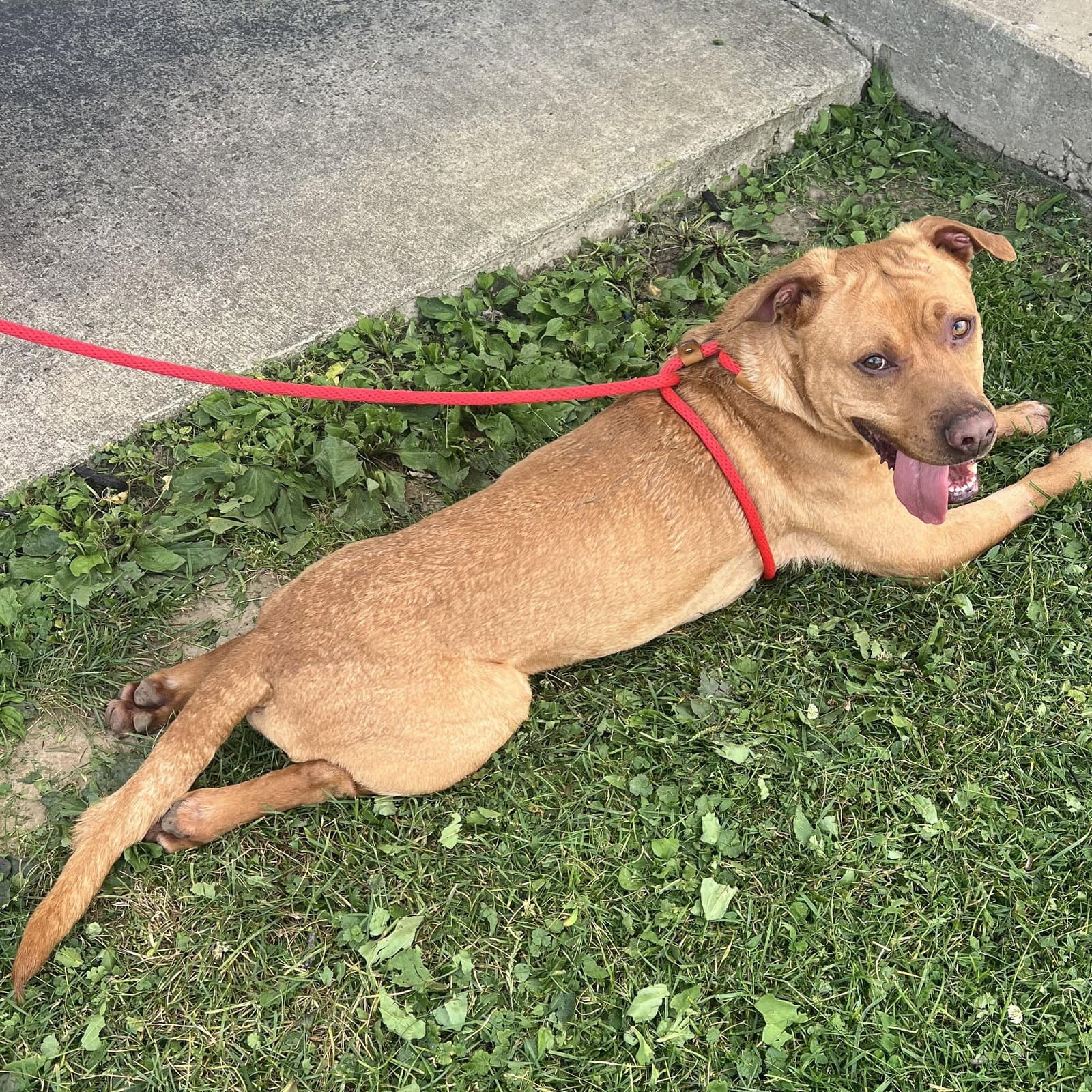 Pound Dog-Red  Courtesy Listing - Labrador Retriever