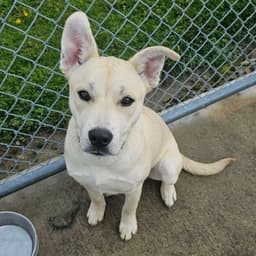 Pound Dog-Lucy  Courtesy Listing image 3
