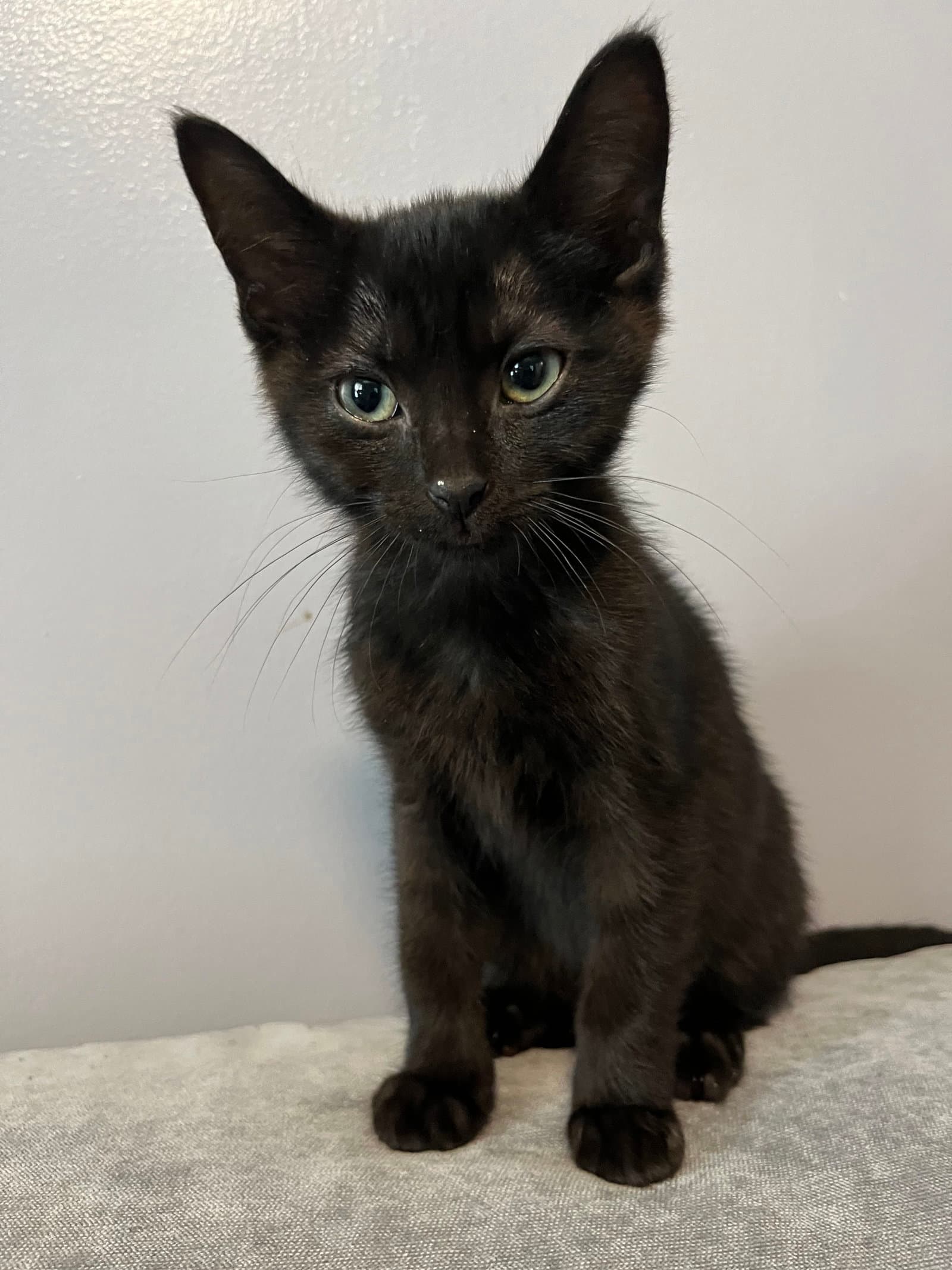 Silas - Domestic Short Hair