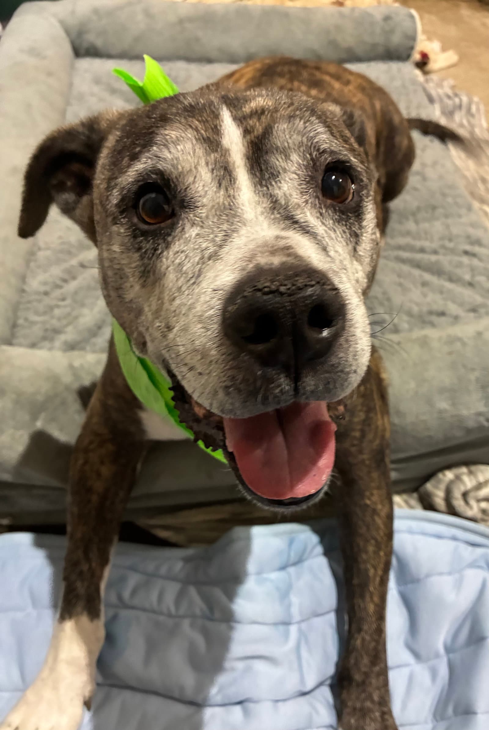 Nyla The Sweet Girl - American Pit Bull Terrier