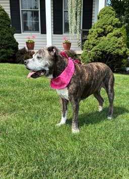 Nyla The Sweet Girl image 2