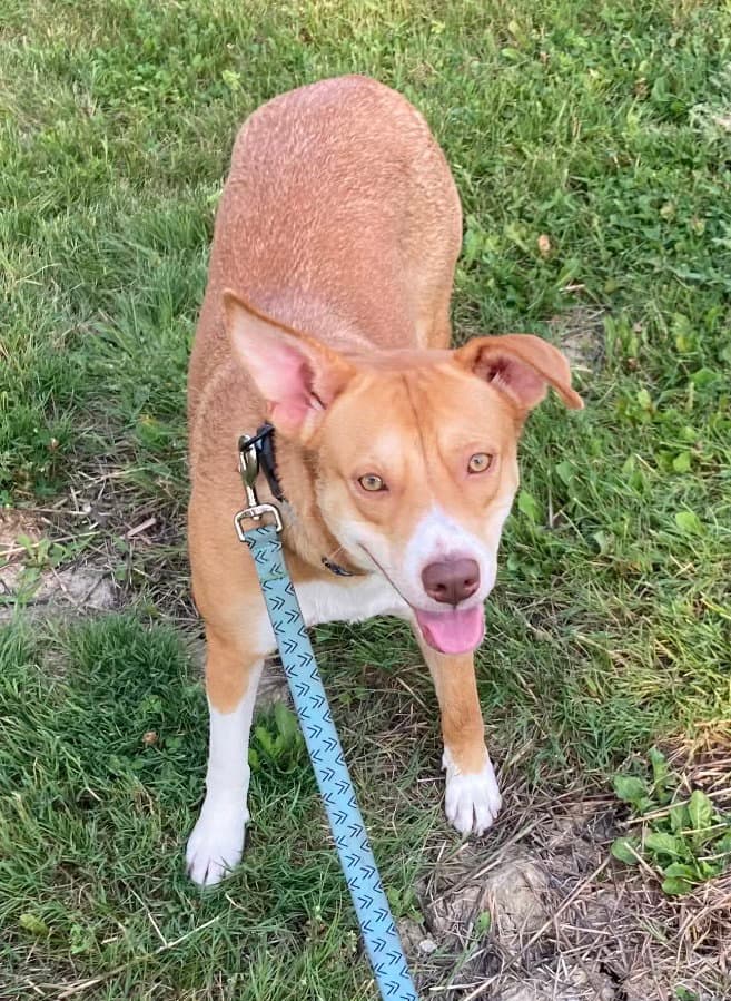 Maya-The Timid Girl - Australian Cattle Dog/Blue Heeler