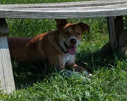 Maya-The Timid Girl image 2