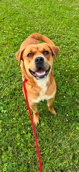 Pound Dog-Otis -Courtesy Listing image 1