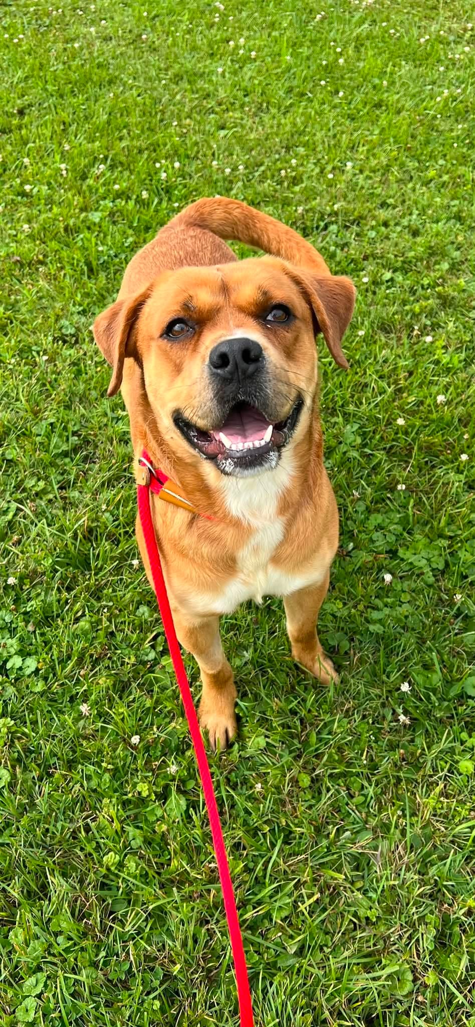 Pound Dog-Otis -Courtesy Listing - Boxer
