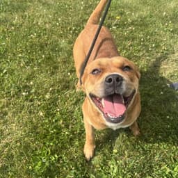 Pound Dog-Otis -Courtesy Listing image 3