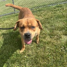 Pound Dog-Otis -Courtesy Listing image 4