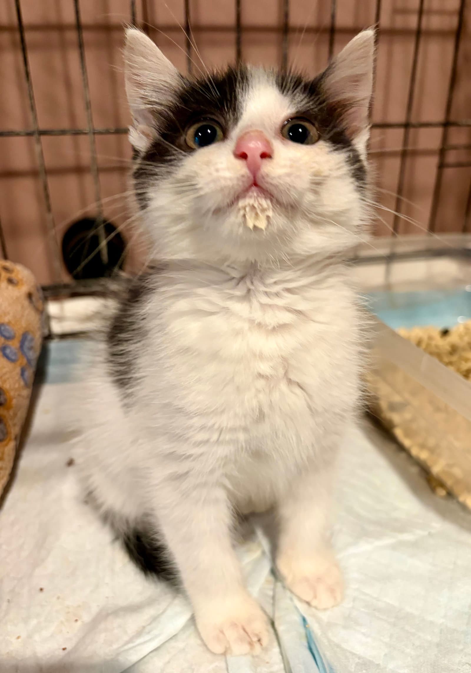 Mira - Domestic Short Hair