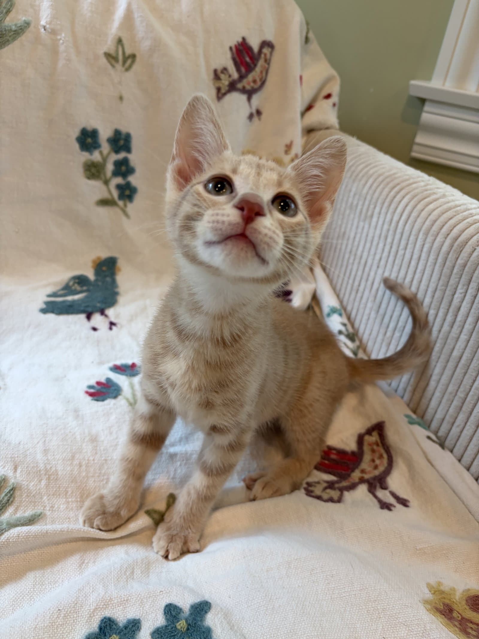 Louie - Domestic Short Hair