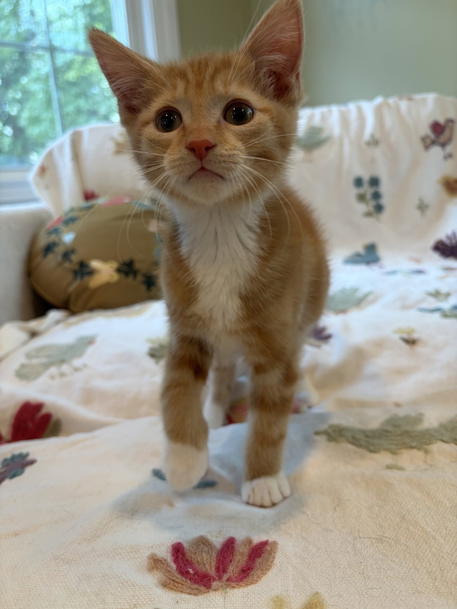 Rudy - Domestic Short Hair