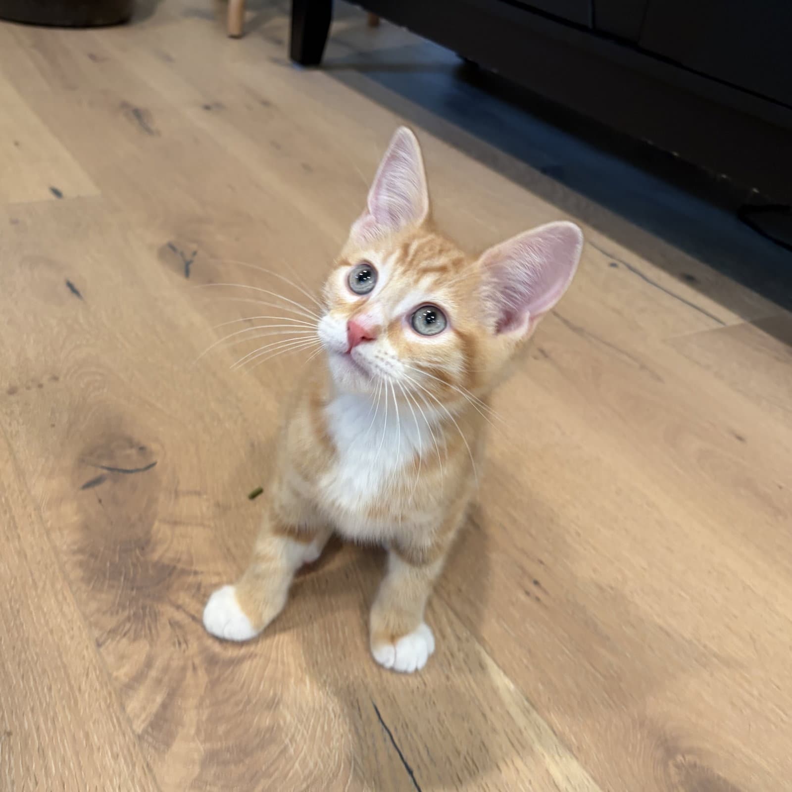 Lenny - Domestic Short Hair