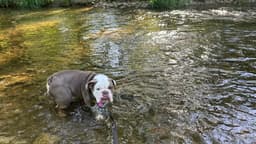 Cody image 2