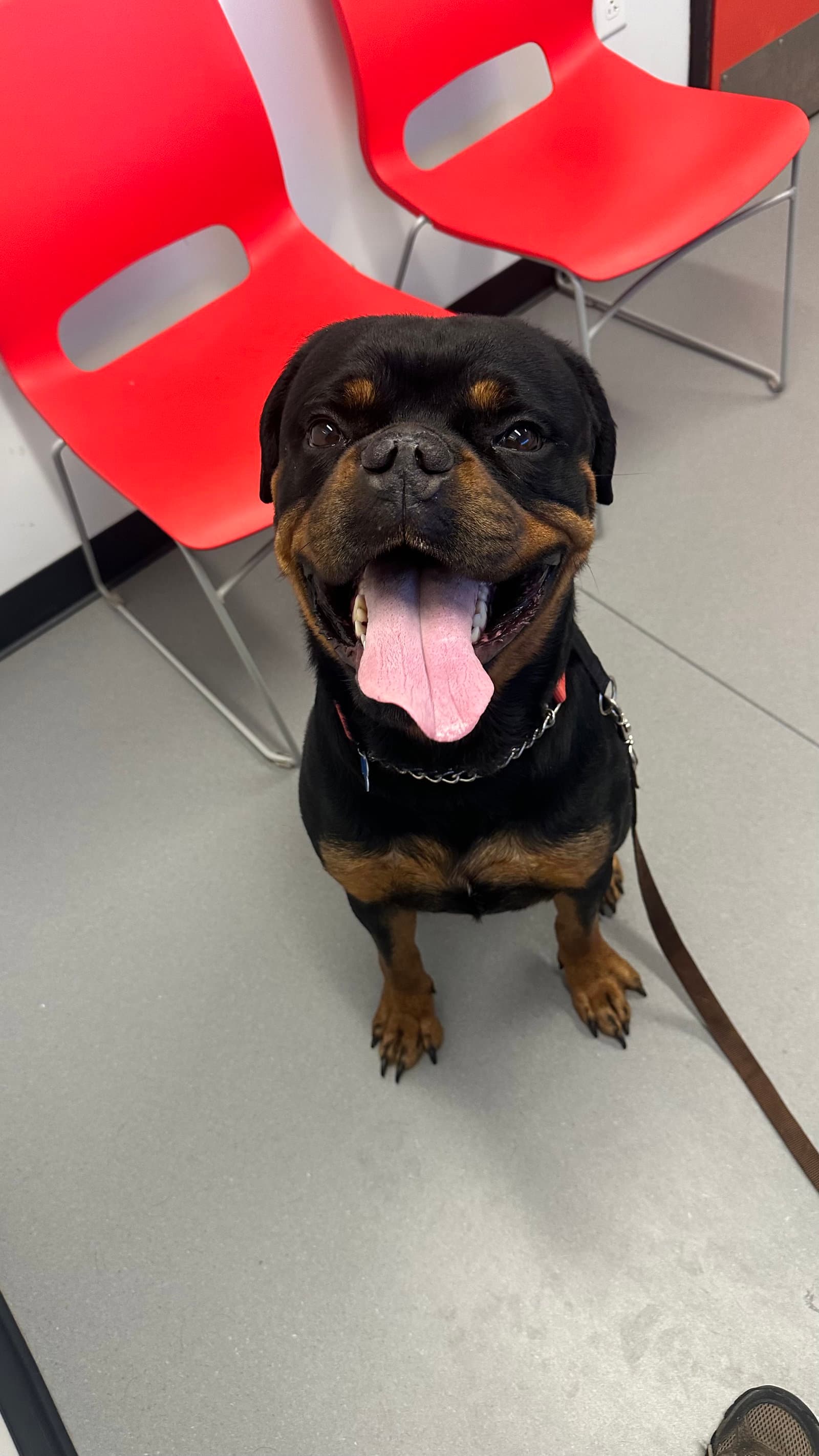 Reign Beau Bear - Rottweiler