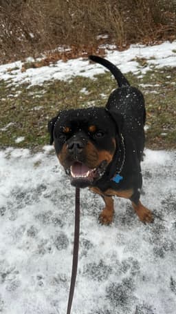 Reign Beau Bear image 3