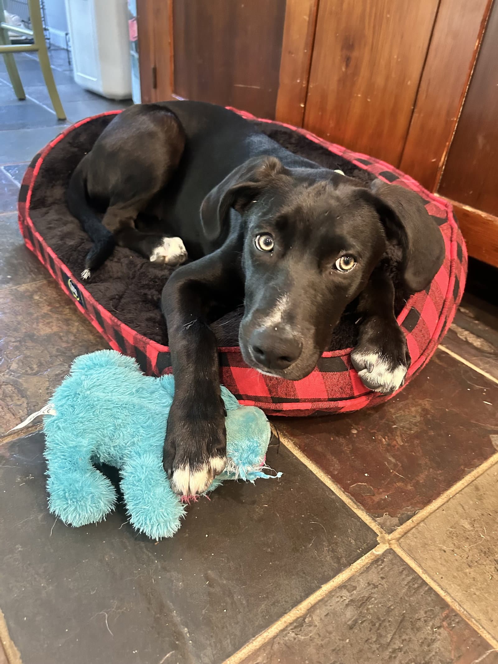 Bentley - Border Collie
