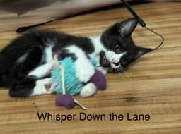 Board Game Kittens image 1