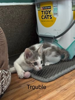 Board Game Kittens image 2