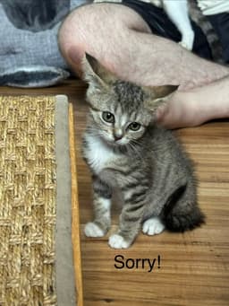 Board Game Kittens image 3