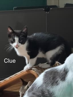 Board Game Kittens image 4