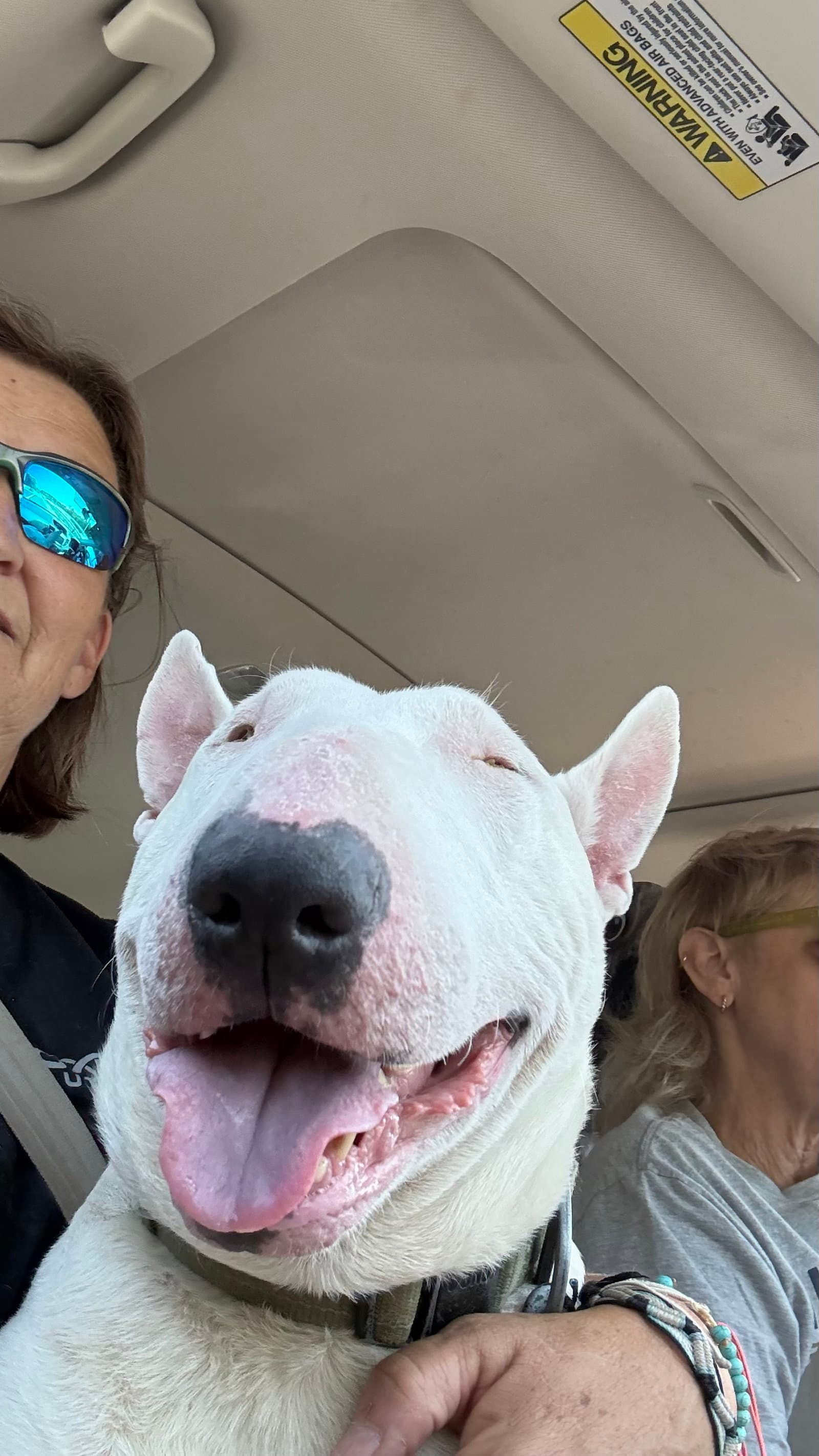 Grimm - Bull Terrier