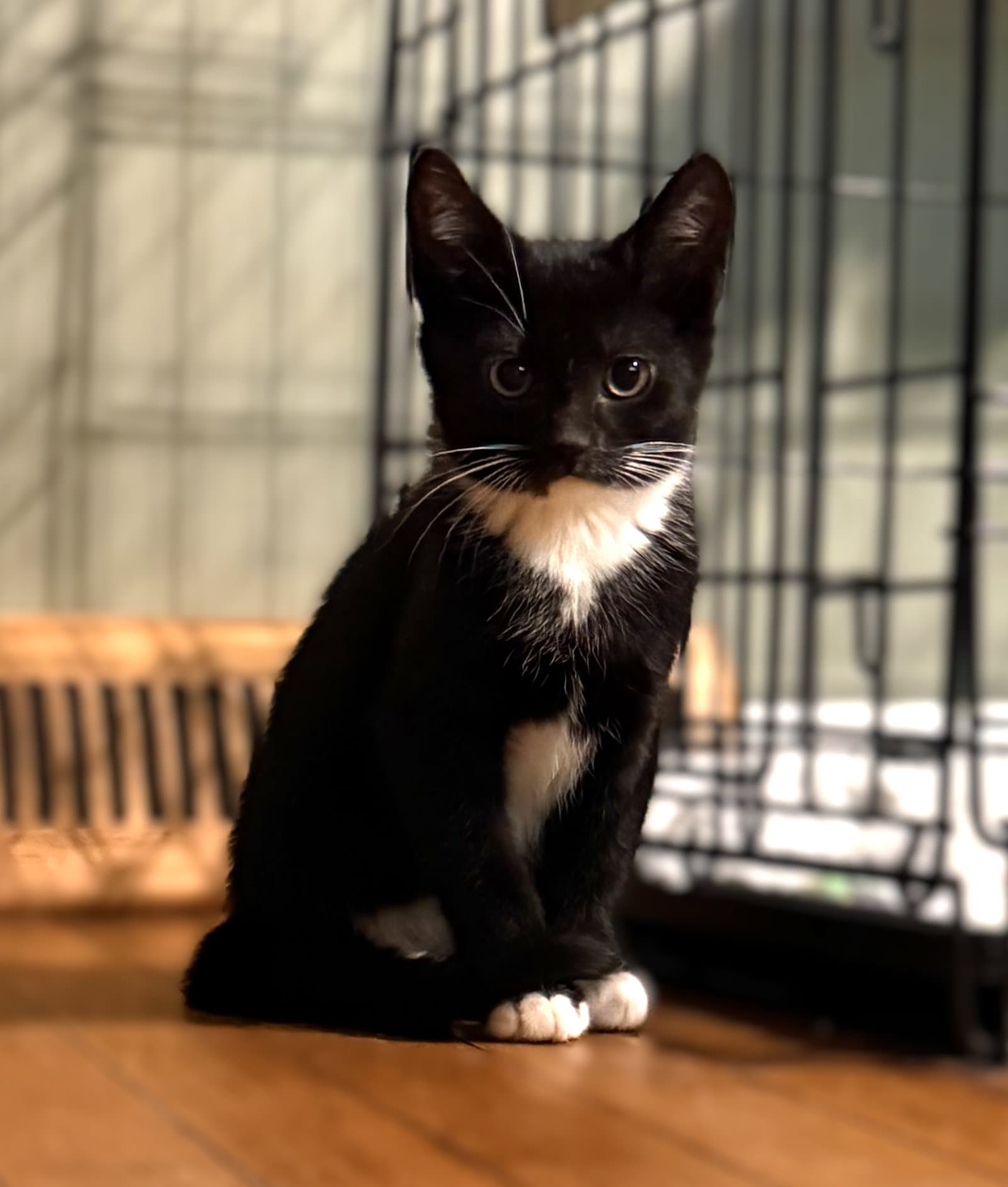 Baire -  Months  Avail - Domestic Short Hair