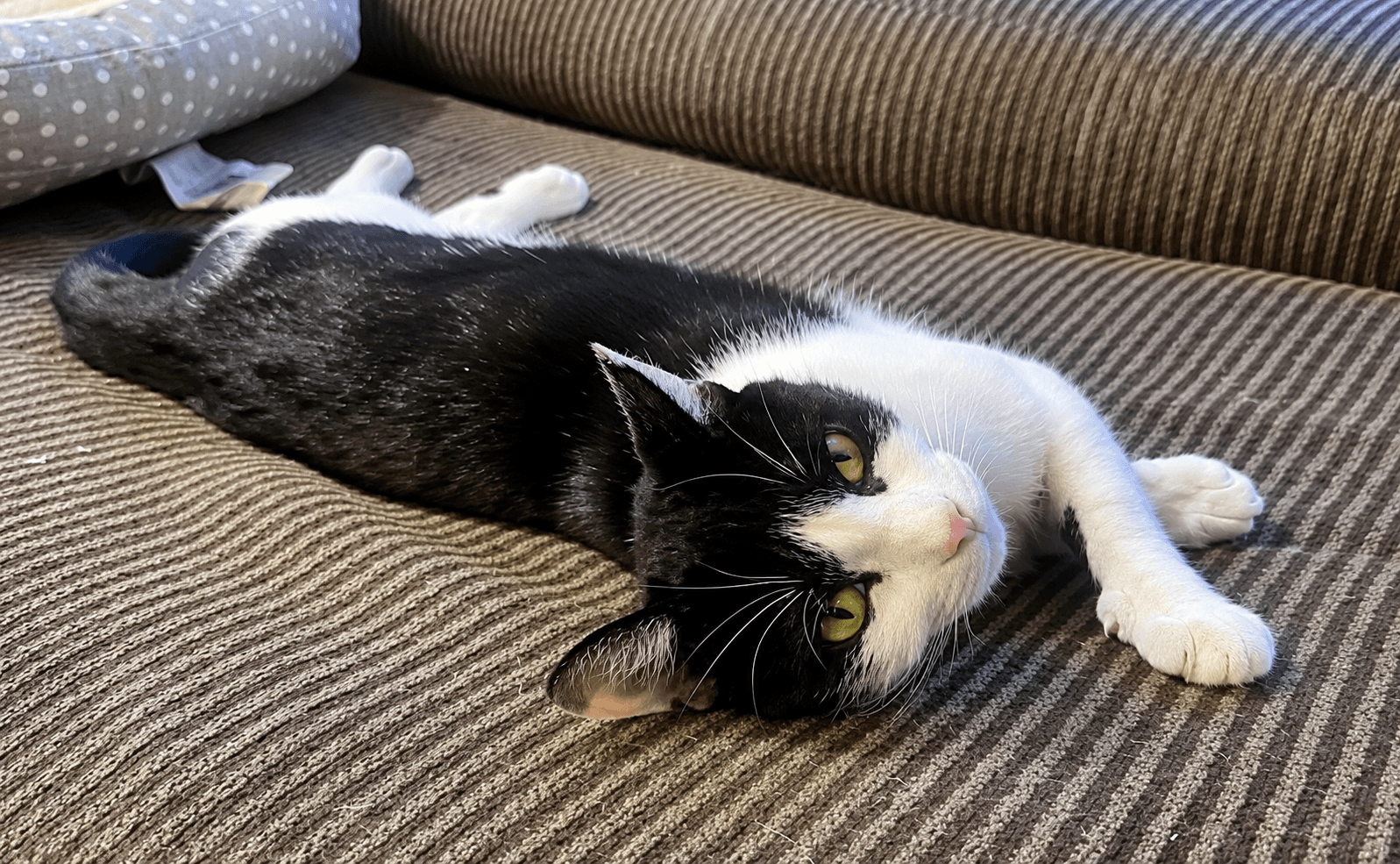 Eowyn -  Year  Avail - Domestic Short Hair