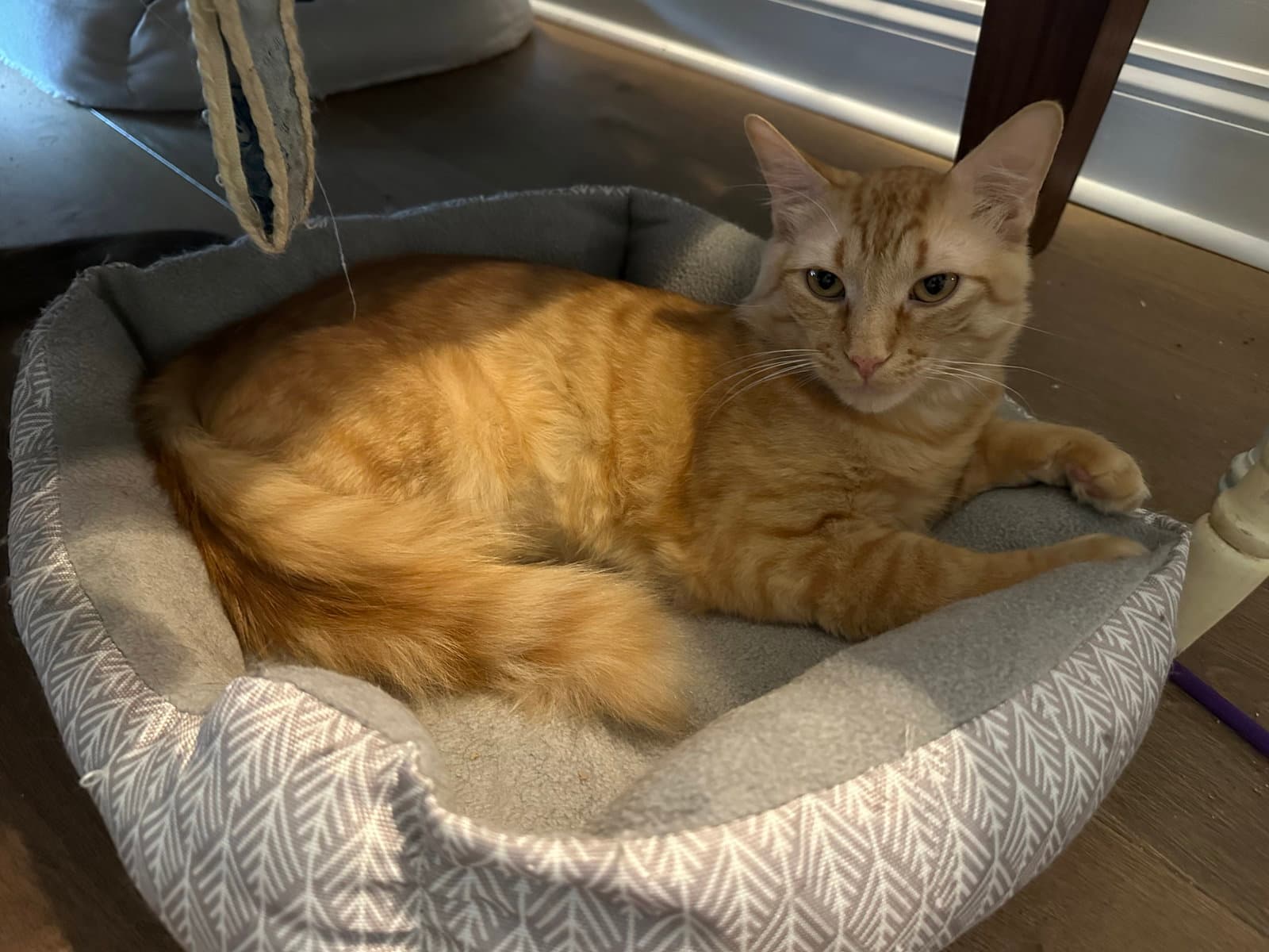 Goldie -  Years  Avail - Domestic Short Hair