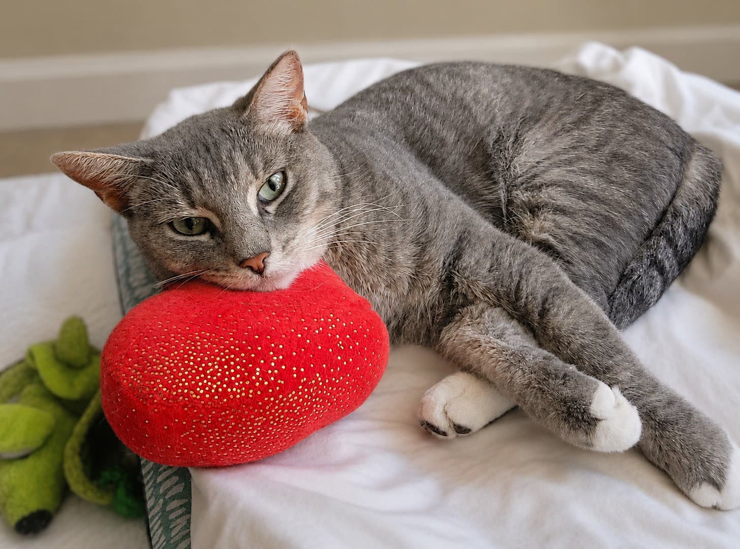Minnow -  Years  Avail - Domestic Short Hair