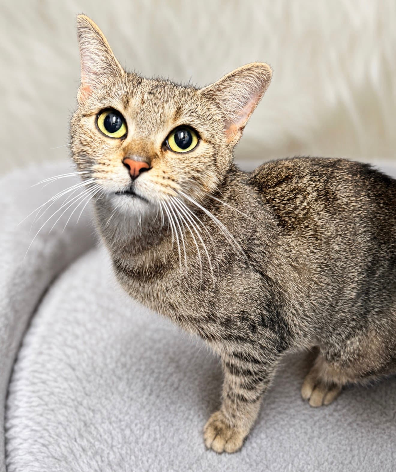 Olivia -  Years  Avail - Domestic Short Hair