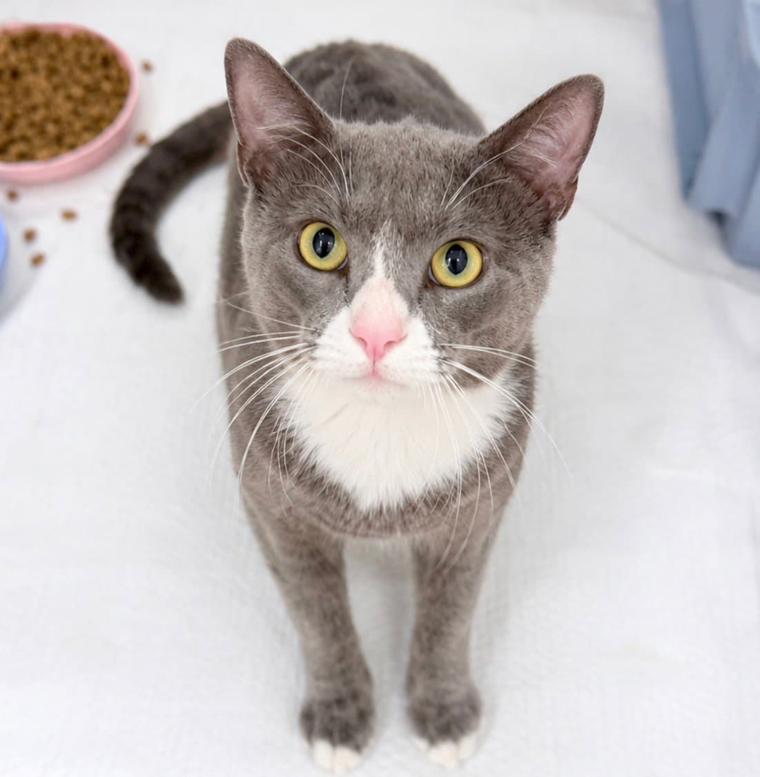 Sherbert -  Years  Avail - Domestic Short Hair