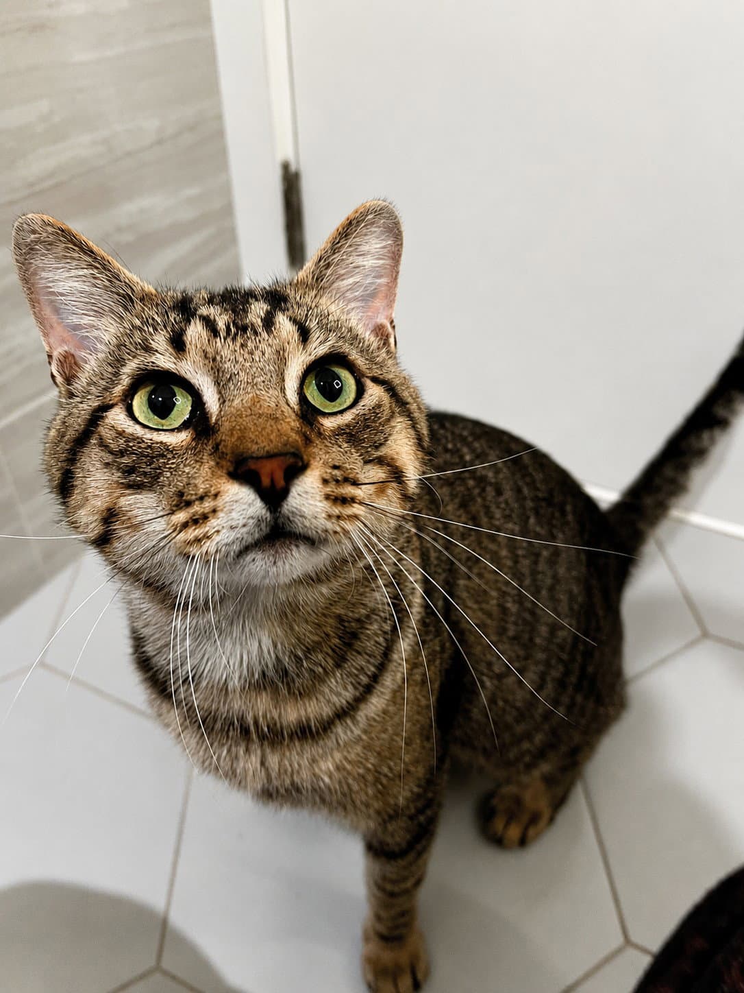 Teddy -  Years  Avail - Domestic Short Hair