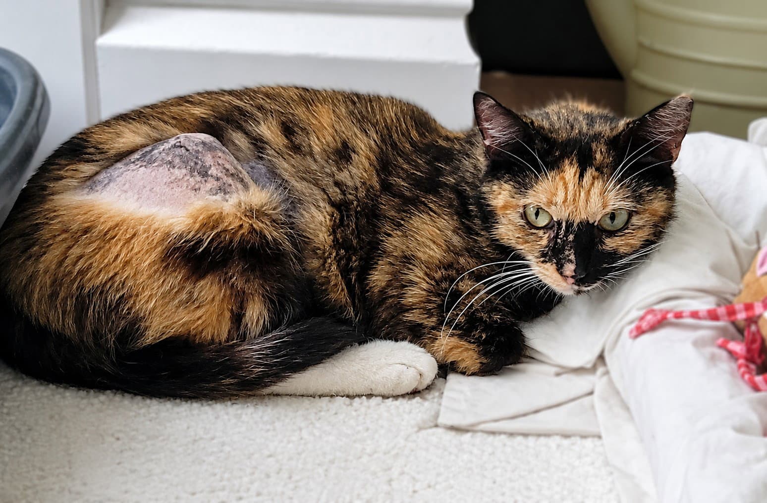 Annalise -  Years  Avail - Domestic Short Hair