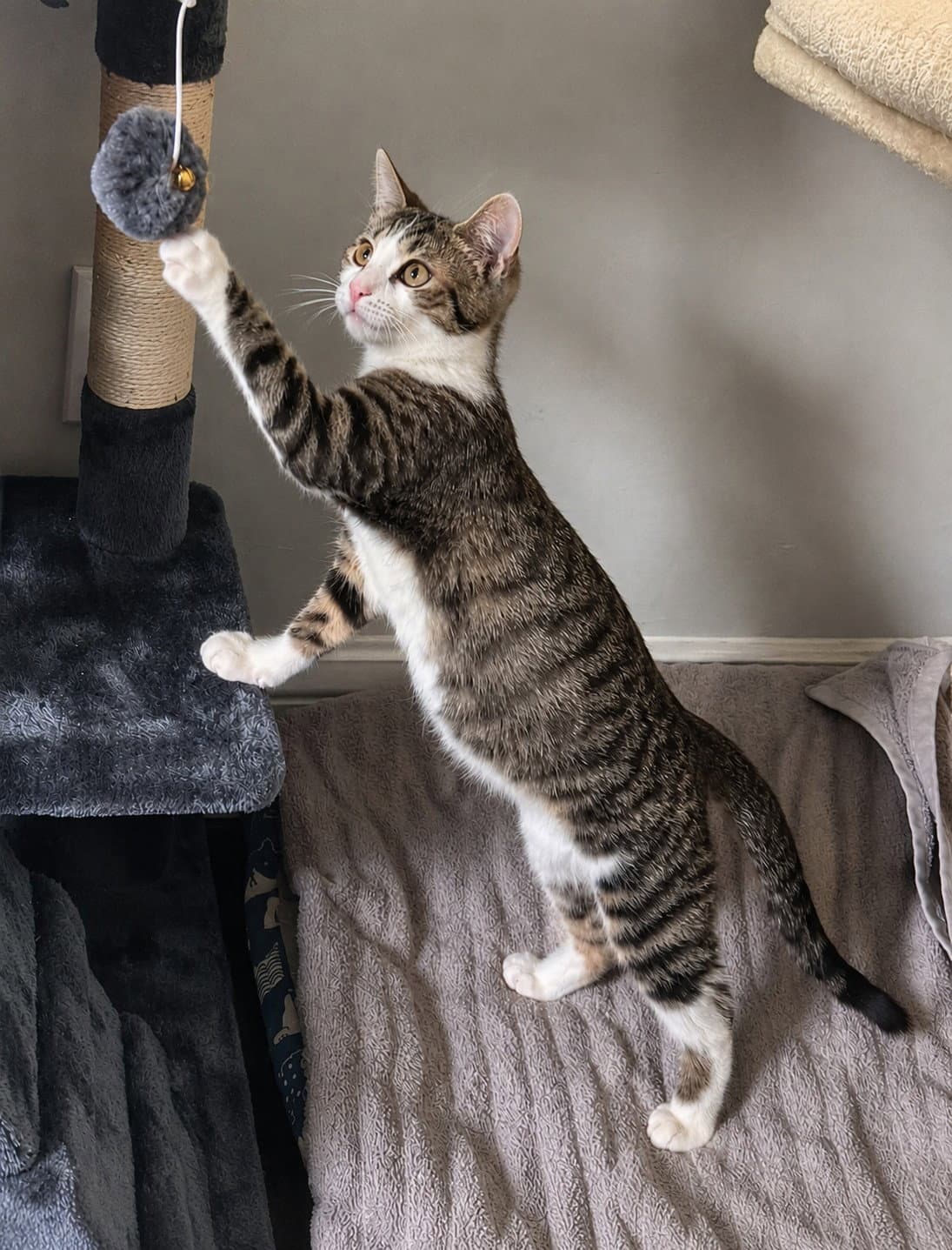 Alvin -  Months  Avail - Domestic Short Hair