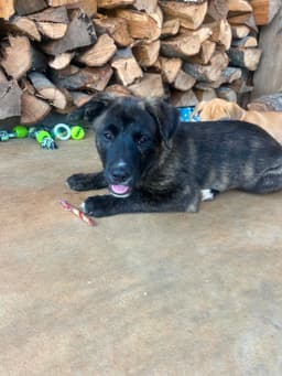 Hooch  Months Ava image 1