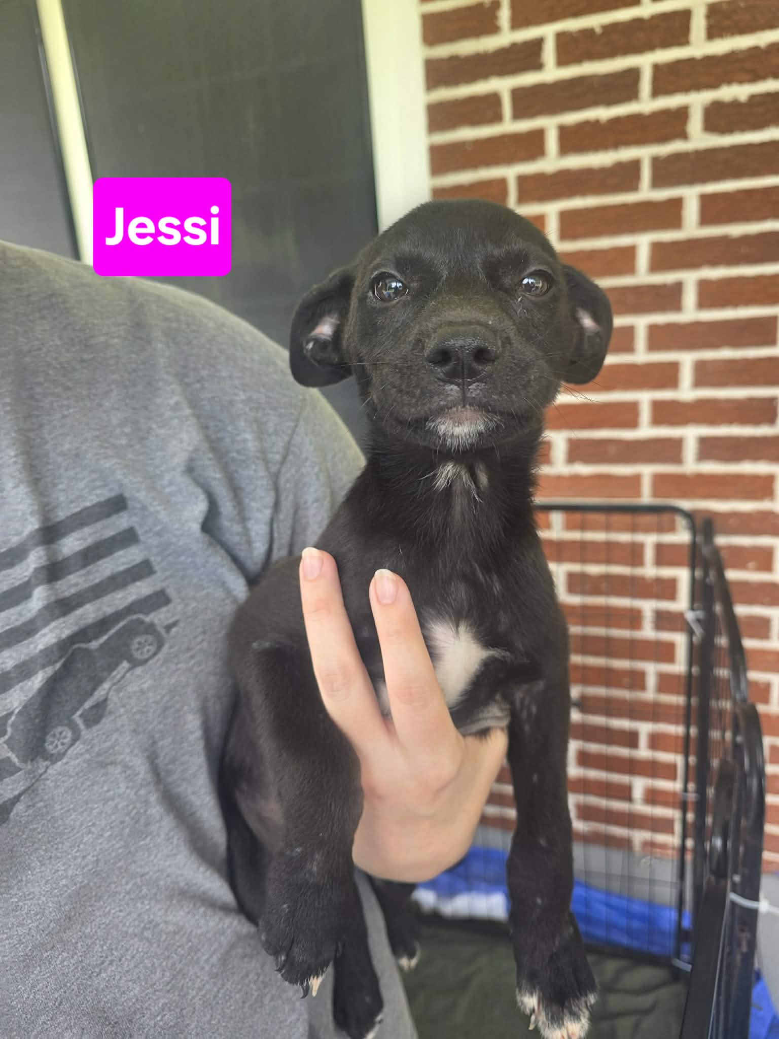 Jessi -  Weeks  Avail - Labrador Retriever