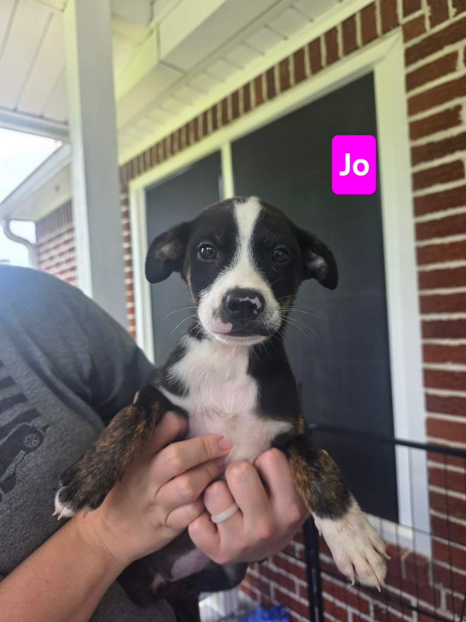 Jo -  Weeks  Avail - Labrador Retriever