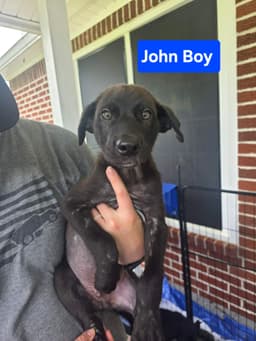 John Boy -  Weeks  Avail image 1