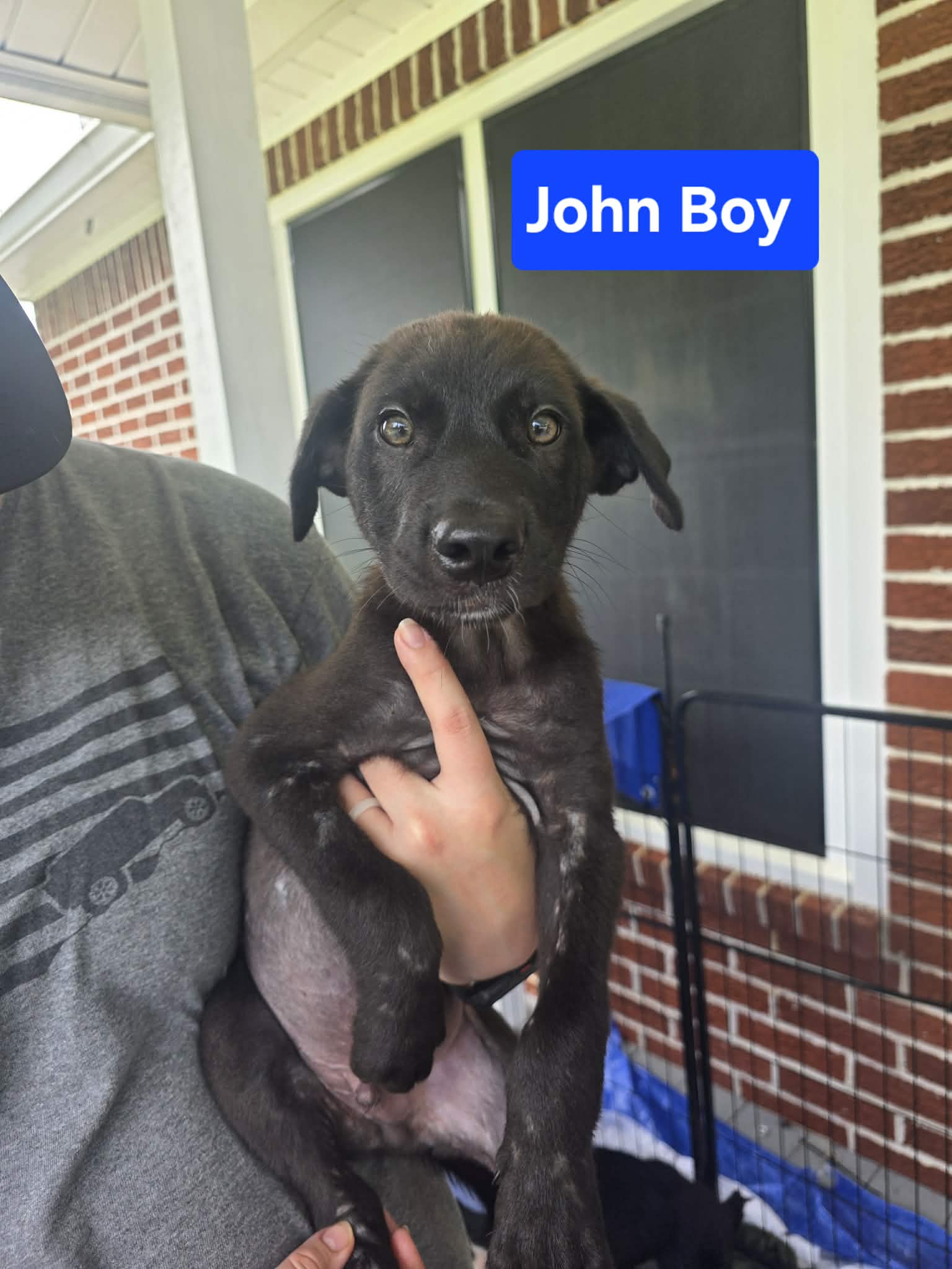 John Boy -  Weeks  Avail - Labrador Retriever