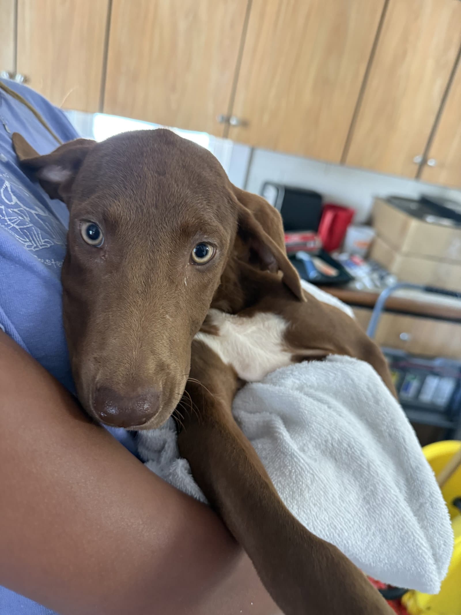 Teeter  Months Ava - Labrador Retriever