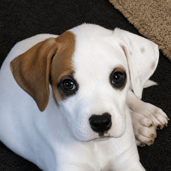 Zeke  Months Male Available - Boxer