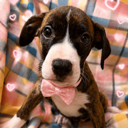 Ayden  Months Male Available image 1